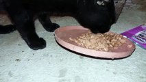 Gato se alimentando de whiskas filhotes