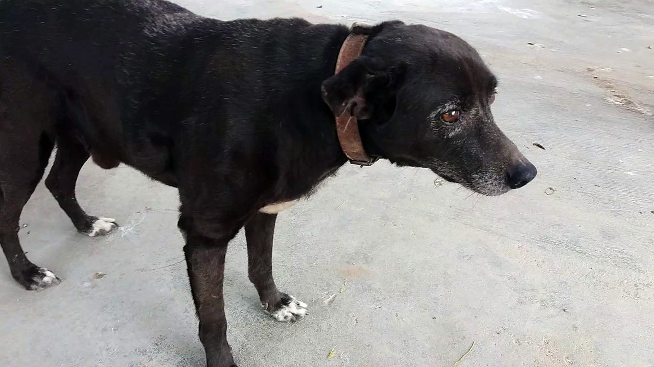 Cachorro
