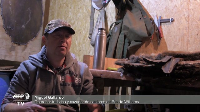 A la caza del castor, la plaga que pone en riesgo los bosques de la Patagonia chilena