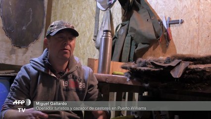 A la caza del castor, la plaga que pone en riesgo los bosques de la Patagonia chilena