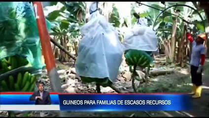 Descargar video: Productores bananeros donarán guineos a familias de escasos recursos