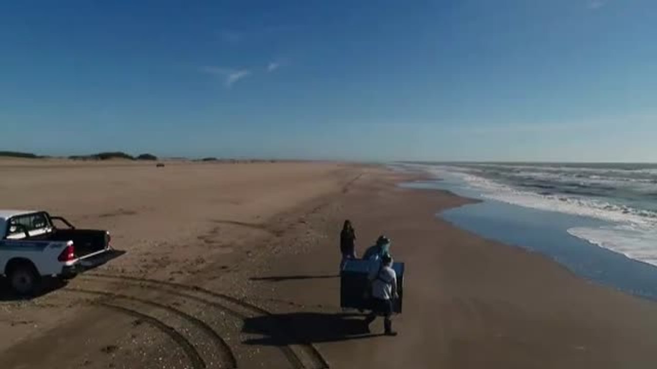 La Fundación Mundo Marino devuelve al mar diez pingüinos tras meses de recuperación