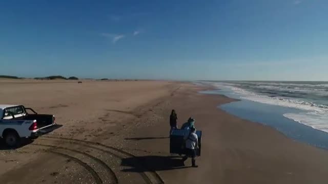 La Fundación Mundo Marino devuelve al mar diez pingüinos tras meses de recuperación