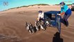 Watch Rescued Penguins Return to the Sea After Being Nursed Back to Health