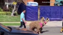 Funny Footage Shows Two Alpacas Walking Down the Streets of California Neighborhood!