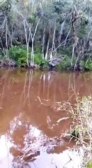 Brazilian Guy Ambushed by Jaguar While Fishing on Remote Lake in Rainforest!!!!