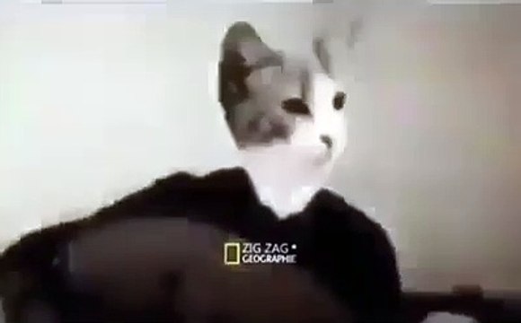 Sad music with cat موسيقى حزينة بصوت قطة