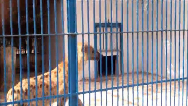 PARC ZOOLOGIQUE ET FORESTIER DE HANN