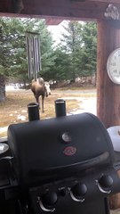 Agitated Moose Makes Warning Charge at Couple