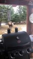 Agitated Moose Makes Warning Charge at Couple