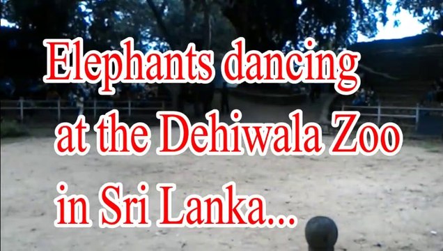 Elephants dancing at the Dehiwala Zoo in Sri Lanka.
