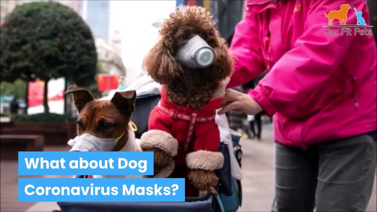 Can my Dog Get Coronavirus?