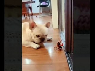 Animales Divertidos y Graciosos 2022