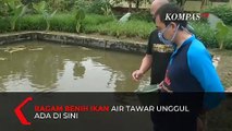 Budidaya Ikan Air Tawar Unggul Ada di Sukabumi