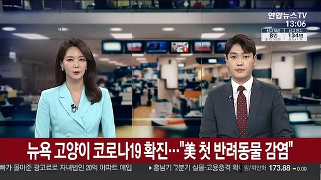 뉴욕 고양이 코로나19 확진…"美 첫 반려동물 감염"