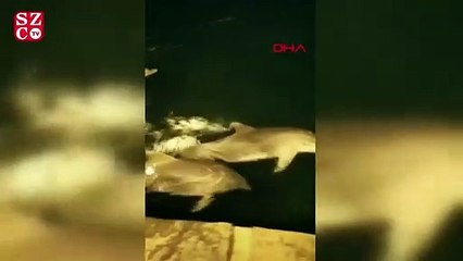 Yunuslar Ortaköy sahilinde görüldü