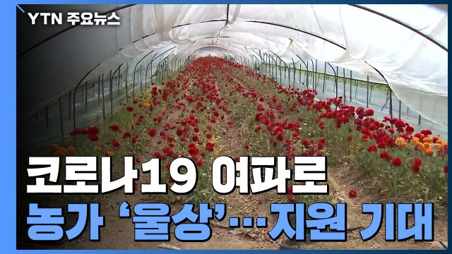 코로나19 여파로 화훼농가 '울상'...정부 지원 기대감 / YTN