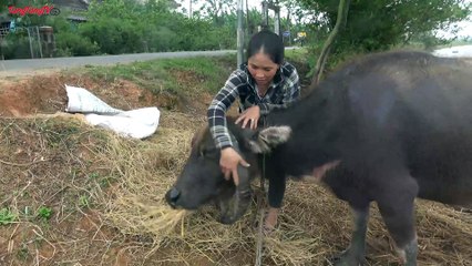 CHUYỆN LẠ VIỆT NAM | Con Trâu "tóc chẻ mái" như dân chơi 8X