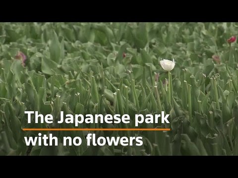 Japanese park cuts 100,000 tulips to avoid people gathering