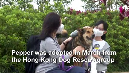In the doghouse: canine adoptions up in virus-hit Hong Kong