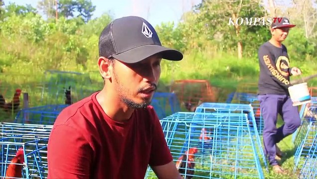 Hobi Ayam Hias Dari Filipina Bisa Raup Untung