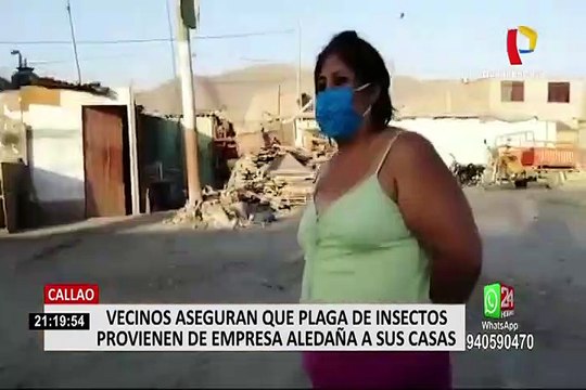 Callao: Vecinos alertados por plaga de insectos en su viviendas en plena crisis sanitaria
