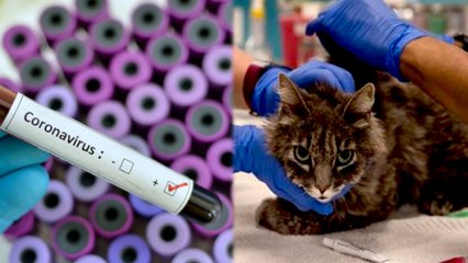 புலியை அடுத்து பூனைகளுக்கும் பாசிட்டிவ்!  அதிர்ச்சியில் அமெரிக்கா