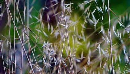 Beautiful leaves flow with wind