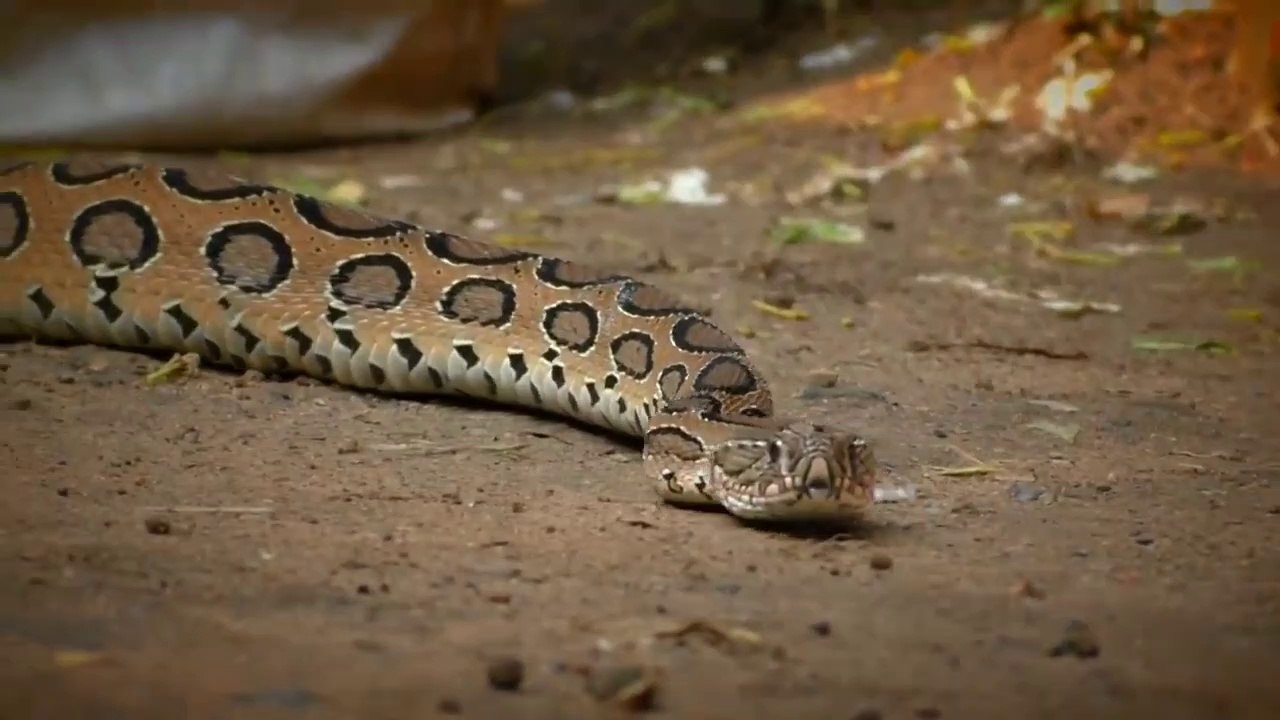 हिंदुस्तान का सबसे खतरनाक साप रसेल वाइपर।Indian deadliest RUSSELL VIPER -Januganj,Bhadrak,Odisha