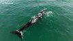 Drone footage captures playful moment between whale mother and calf off South African coast