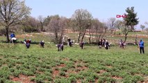 DENİZLİ Türkiye'nin kekik deposunda, maskeli mesai