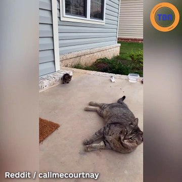 Une chatte trouve refuge dans un foyer plein d’affection et ramène une surprise incroyable