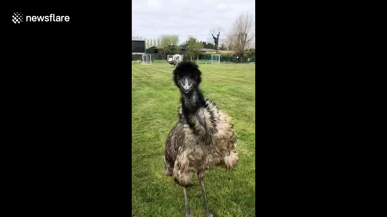 This emu got a case of the 'zoomies' as it excitedly runs around her field all day video