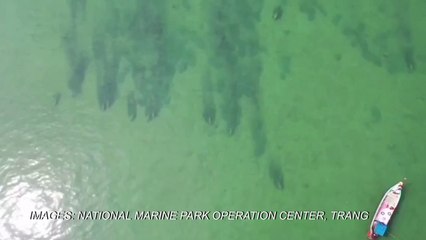 Herd of dugongs sighted off the coast of Thai island