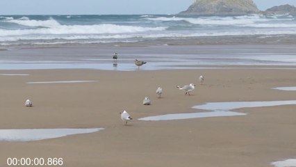 MOST DANGEROUS OCEAN CREATURES IN THE WORLD