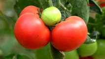 ANTALYA Ailesi domates toplayan ikizler, bayramı serada kutladı