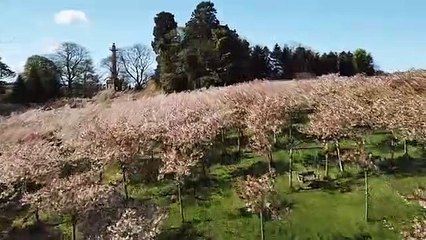 Cherry blossom at The Alnwick Garden