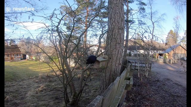 Why crows are among our smartest birds: Photographer films rooks solving intelligence tests