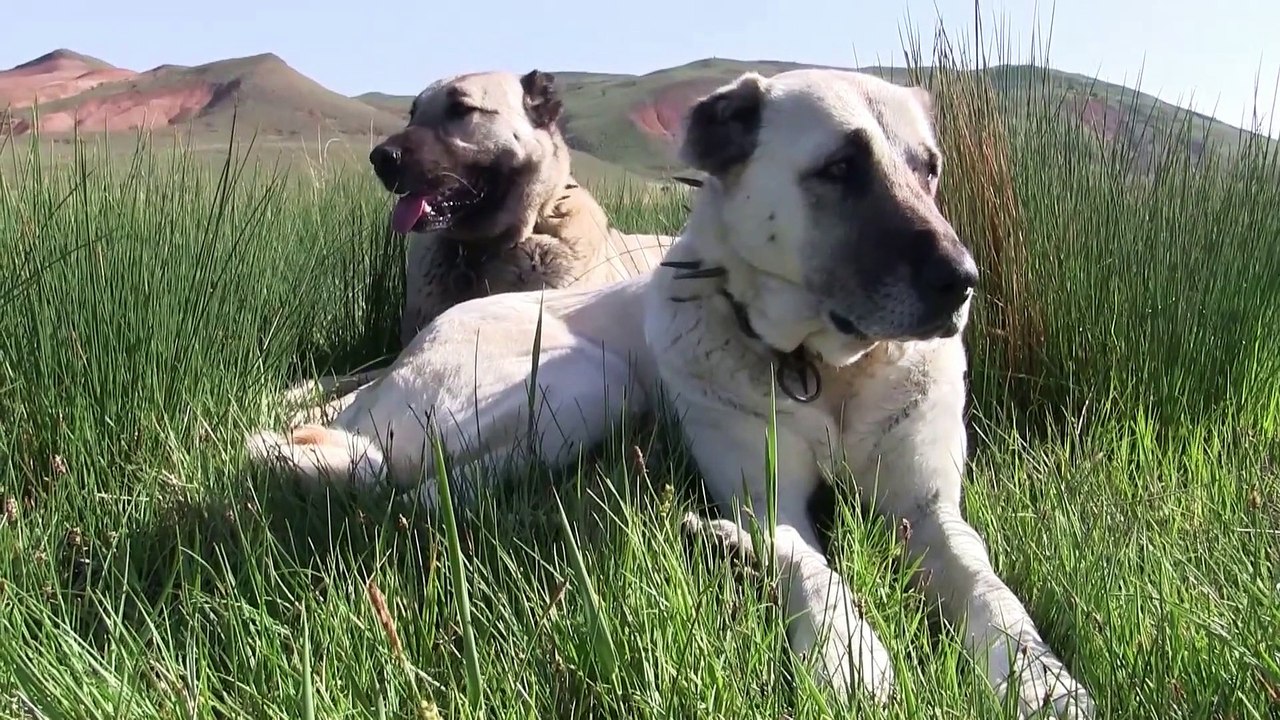 ANADOLU'NUN ÜNLÜ KÖPEKLERİ web