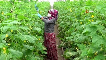Diyarbakır'da tarım ve hayvancılıkta üretim hız kesmeden sürüyor
