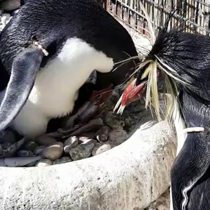 Rockhopper chick