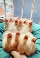 Regardez comme c’est mignon ces chats qui dorment sur leur dos avec les pattes en l’air sur un coussin.