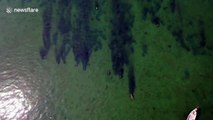 Herd of dugongs seen thriving off the coast of Thai land after coronavirus lockdown