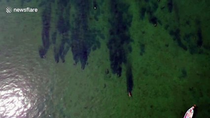 Herd of dugongs seen thriving off the coast of Thai land after coronavirus lockdown