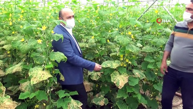 Diyarbakır'da tarım ve hayvancılıkta üretim hız kesmeden sürüyor