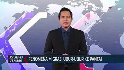 Fenomena Migrasi Ubur-Ubur di Pantai Utara Probolinggo