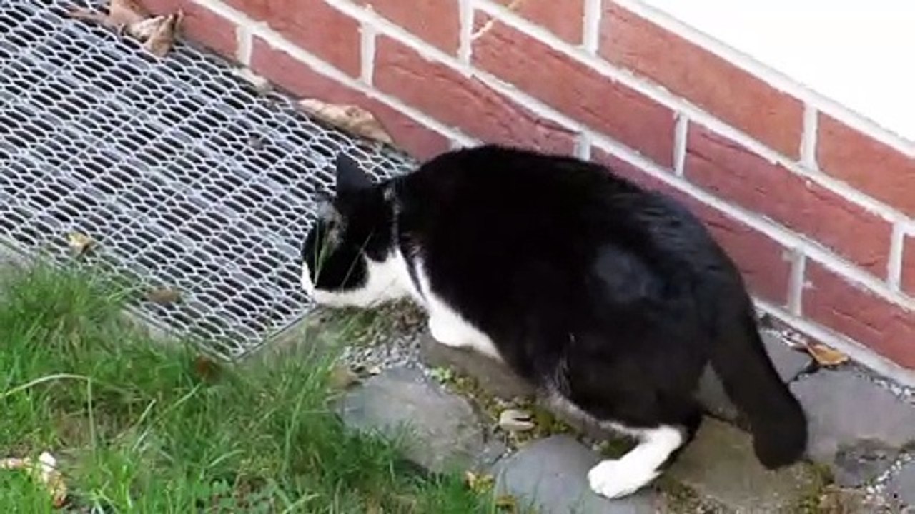Nachbars Katze