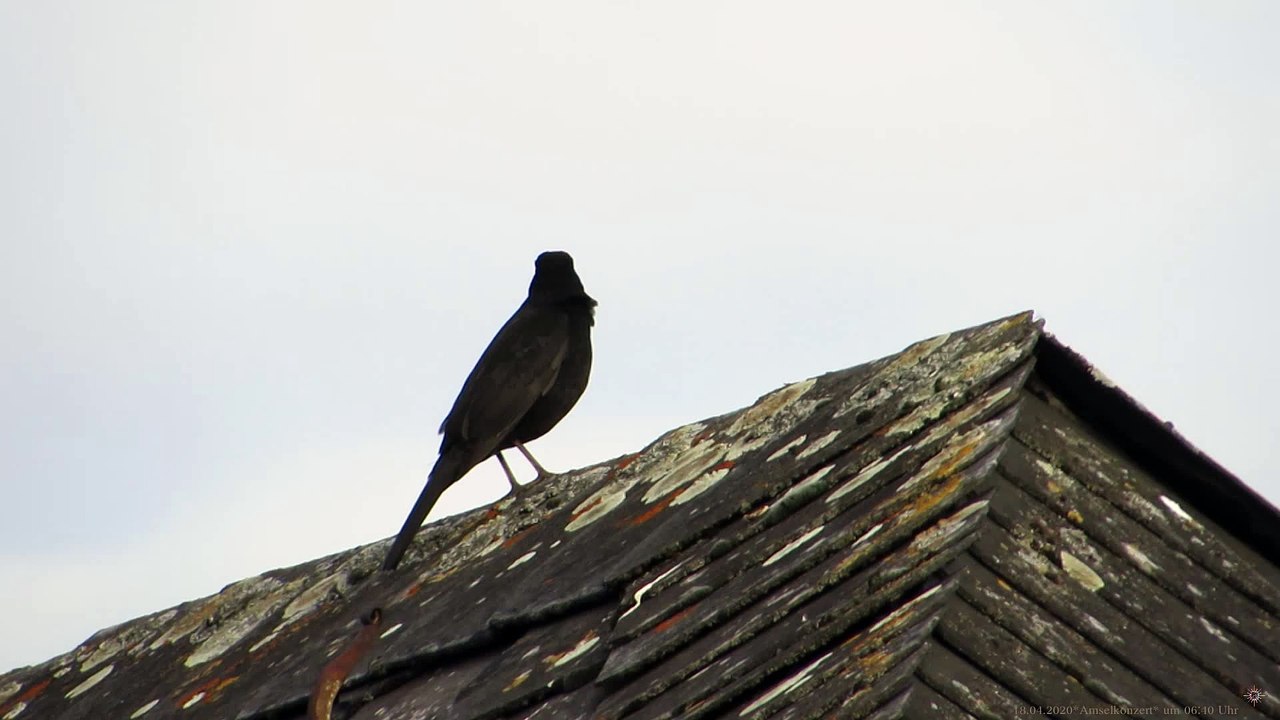 Amsel Frühkonzert