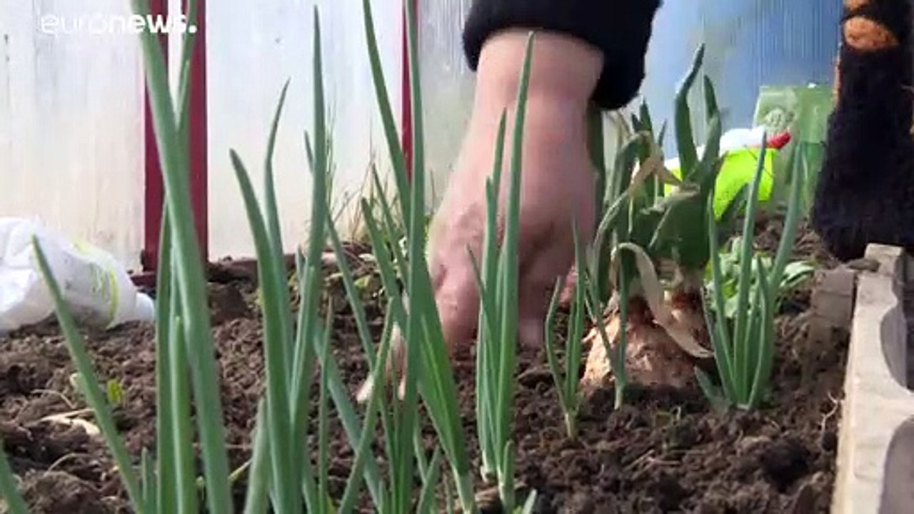 Viele Russen verbringen den Corona-Lockdown in ihrer Datscha