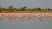 Flamingos flock to lake in city amid COVID-19 lockdown